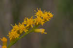 Seaside goldenrod